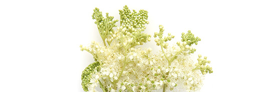 Le macérât huileux de Reine des prés